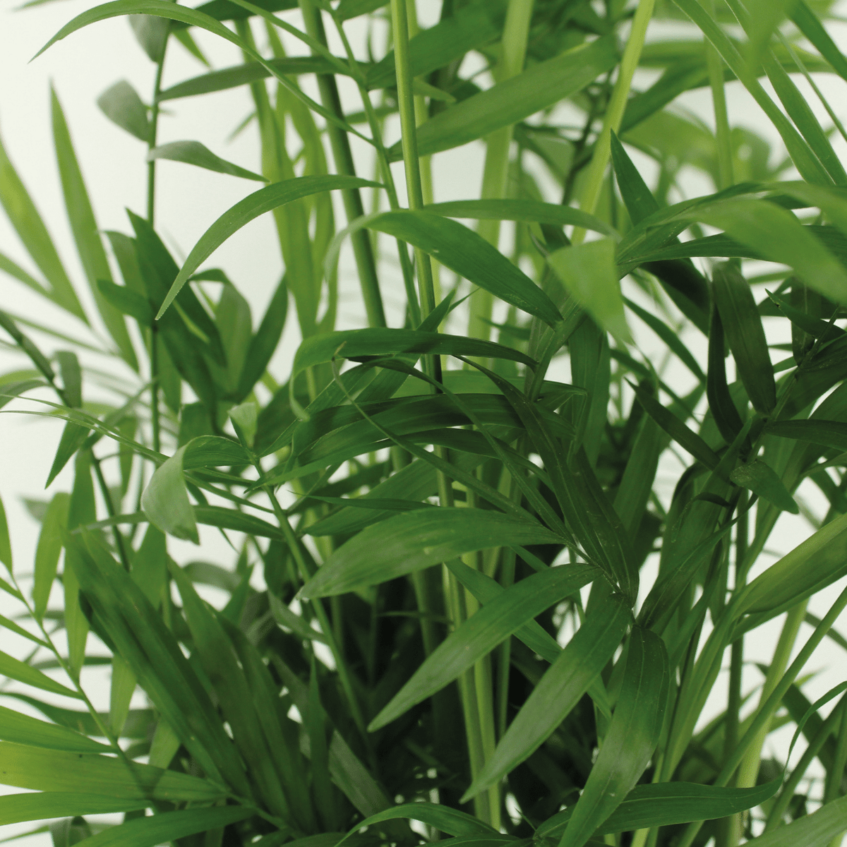 Mexicaanse bergpalm (Chamaedorea elegans)