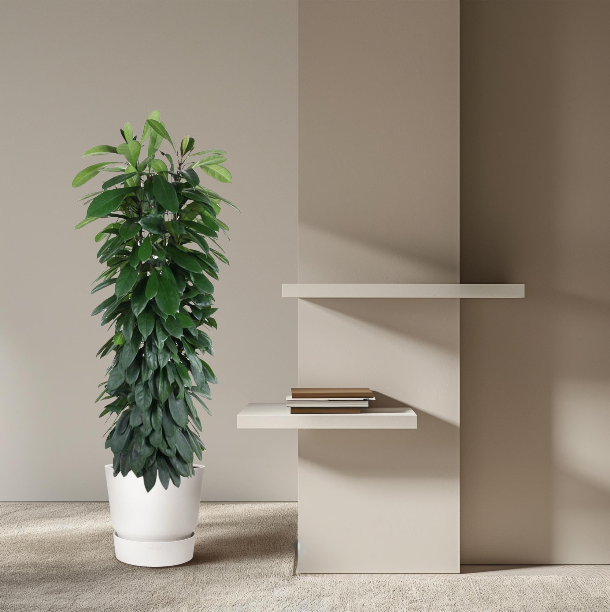 Ficus Cyatistipula (zuilvorm) 150 cm hoog, pot ø29 cm