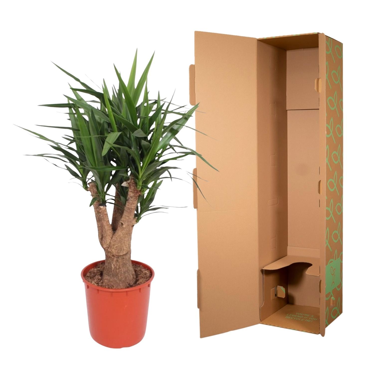 Yucca Elephantipes plant with long, slender leaves in a red pot beside protective shipping box.