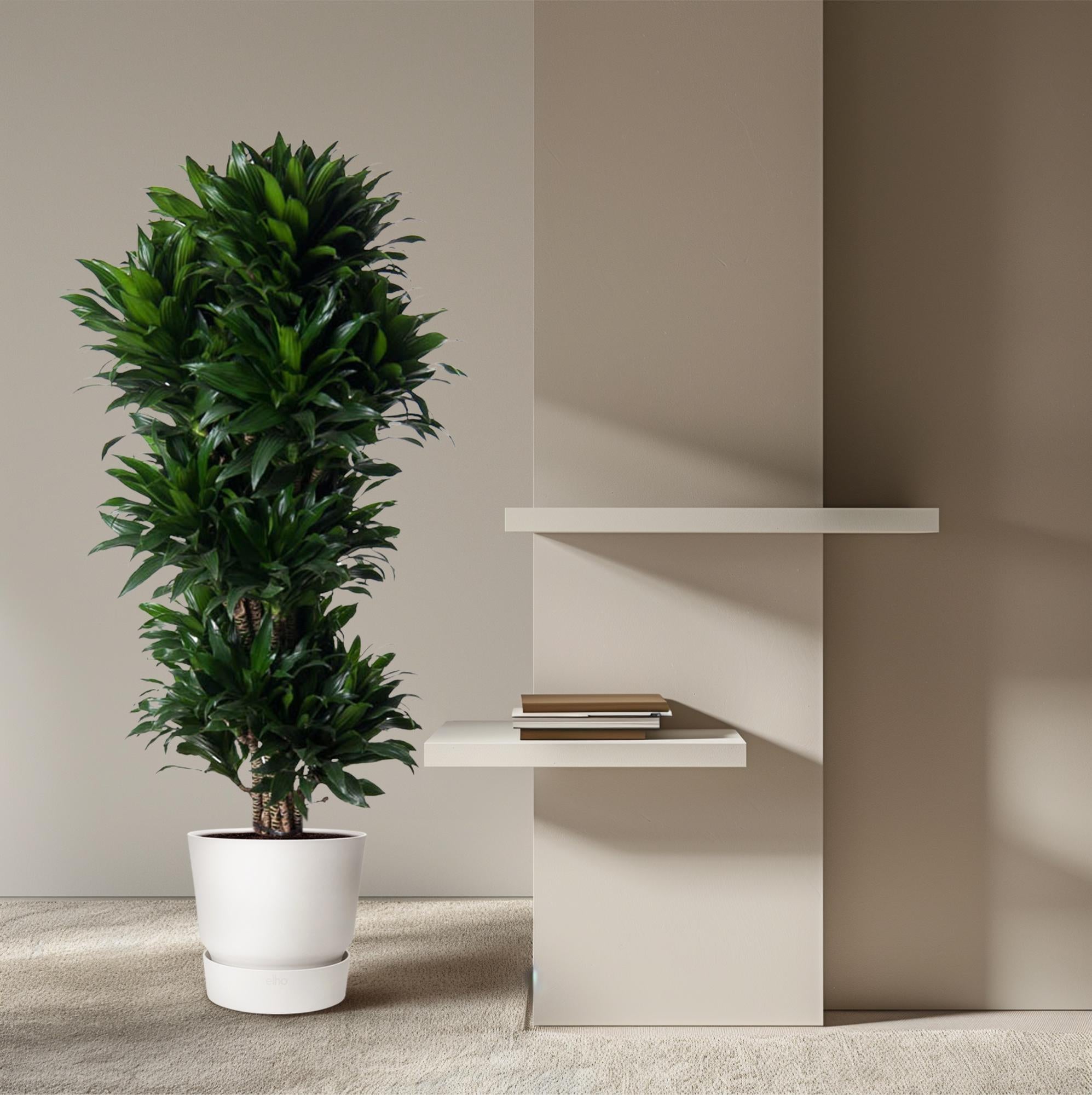 Dracaena Compacta vertakt (drakenbloedboom) 140 cm hoog, pot ø31 cm