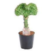 Euphorbia lactea Cristata groen ,5 30cm - ø11