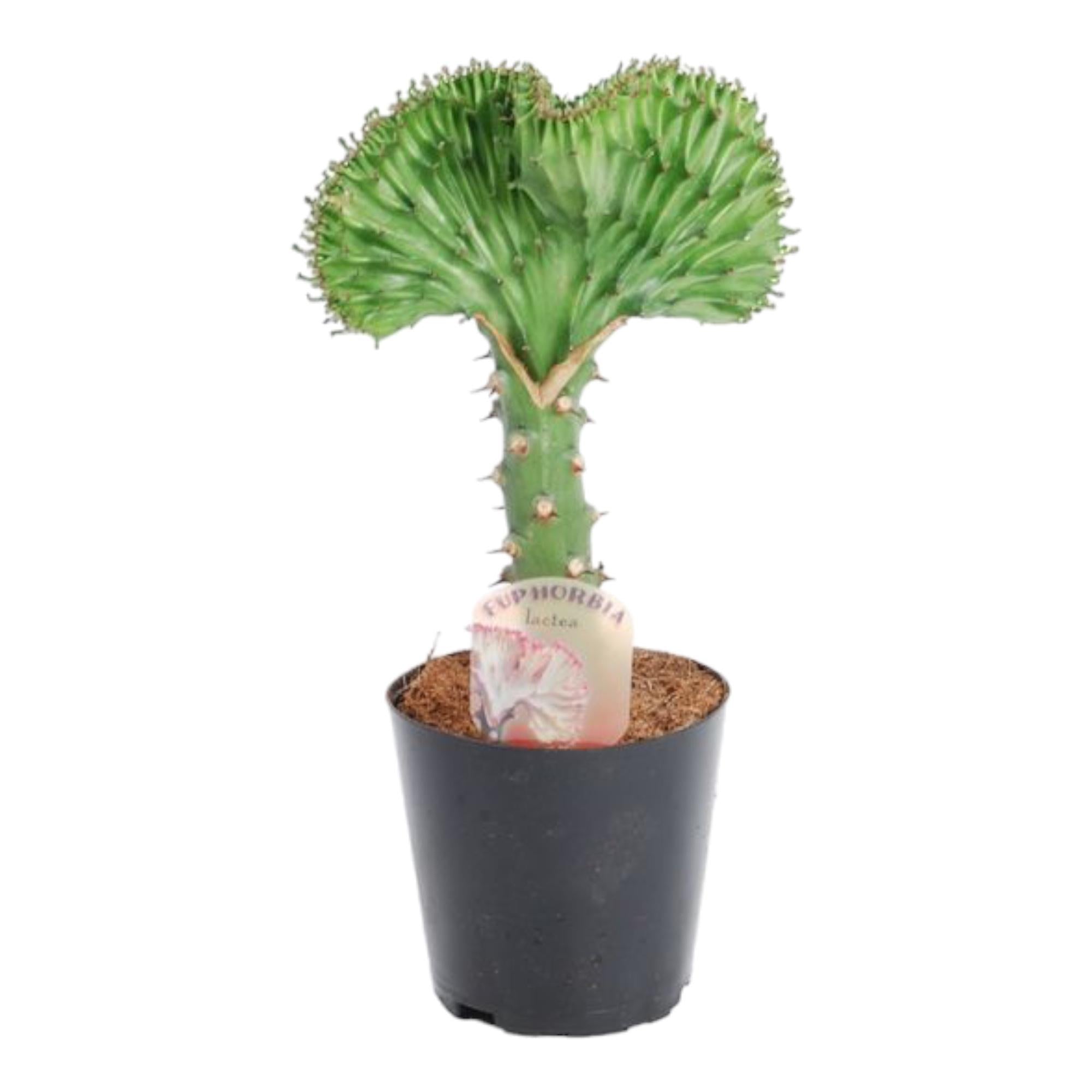 Euphorbia lactea Cristata groen ,5 30cm - ø11