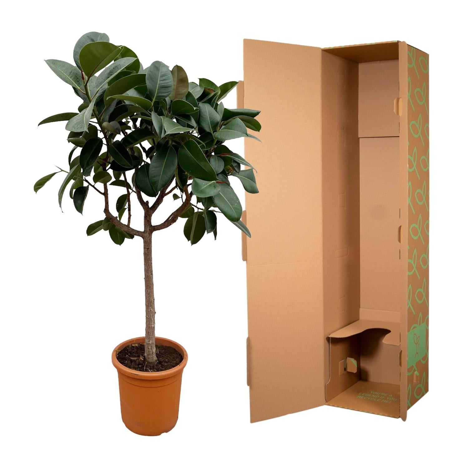 Rubberboom op stam (Ficus elastica Robusta) 200 cm hoog, pot ø40 cm