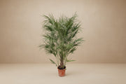 Chamaerops Humilis struik 170cm met waaierachtige bladeren in mediterrane tuin