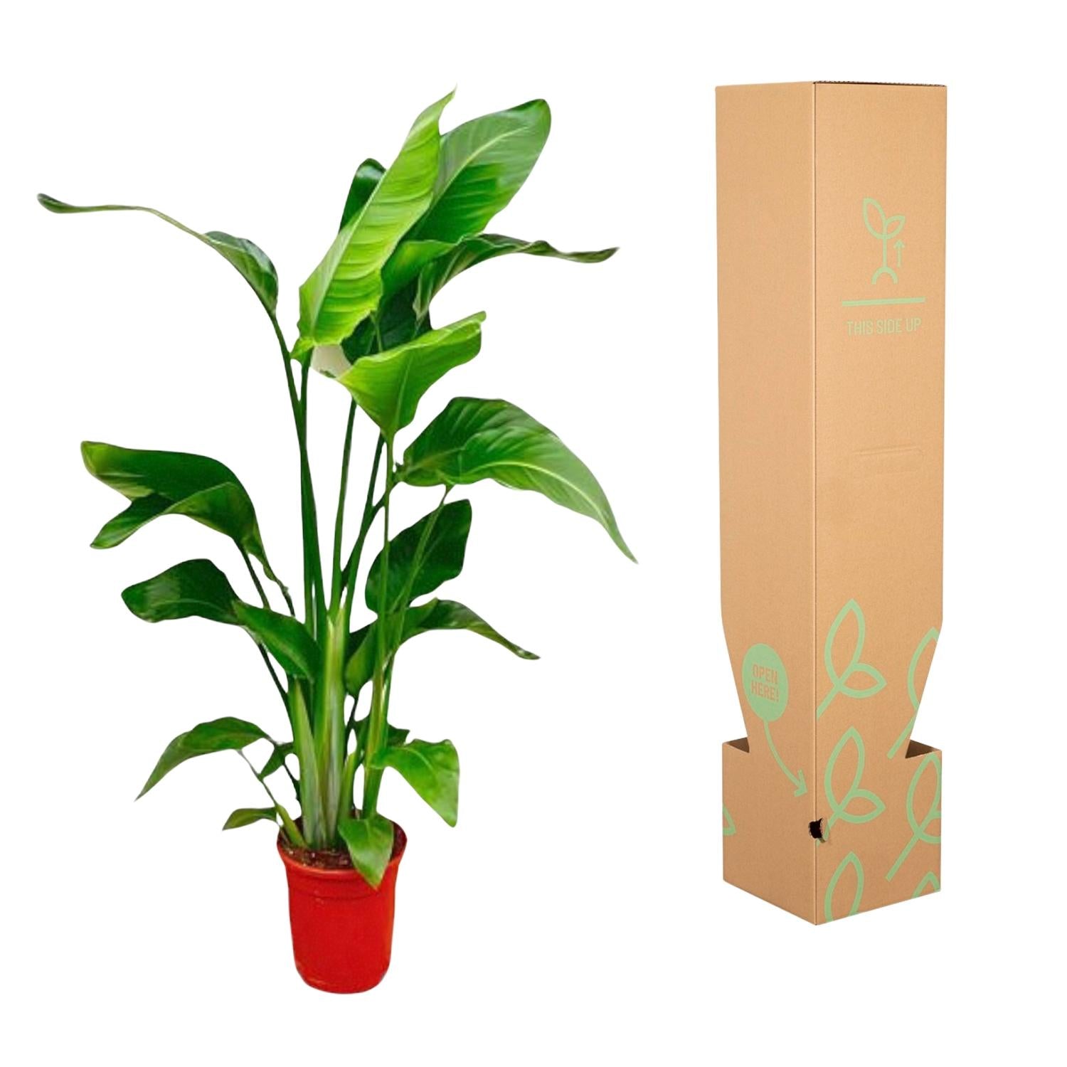Strelitzia Nicolai
