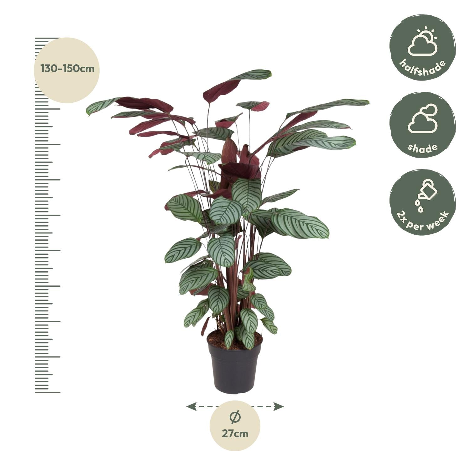 Pauwplant (Calathea oppenheimiana) 130 cm hoog, pot ø27 cm