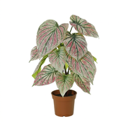 Kunstplant Caladium