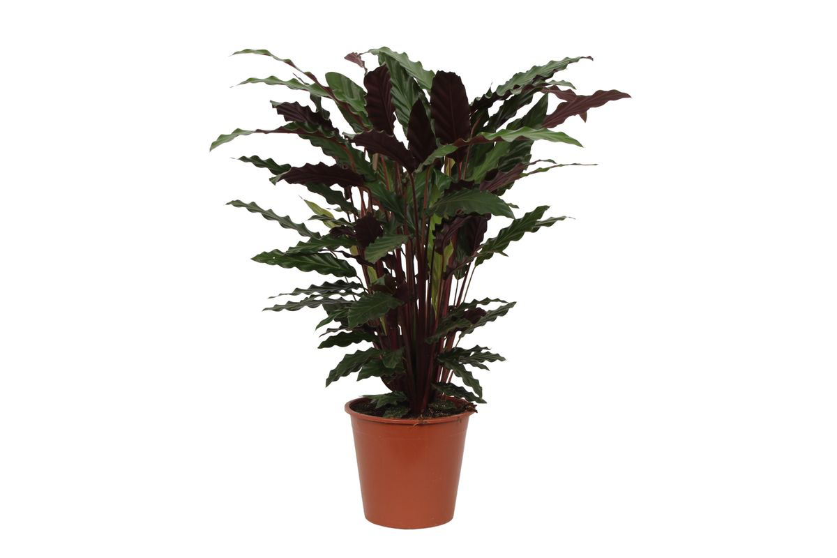 Pauwenplant (Calathea rufibarba 'Wavestar')