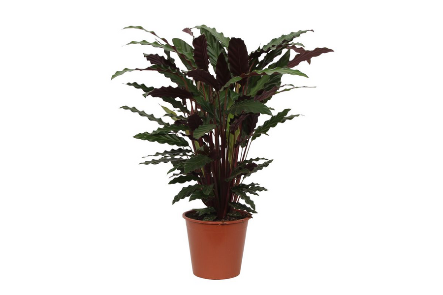 Pauwenplant (Calathea rufibarba 'Wavestar') 80 cm hoog, pot ø19 cm