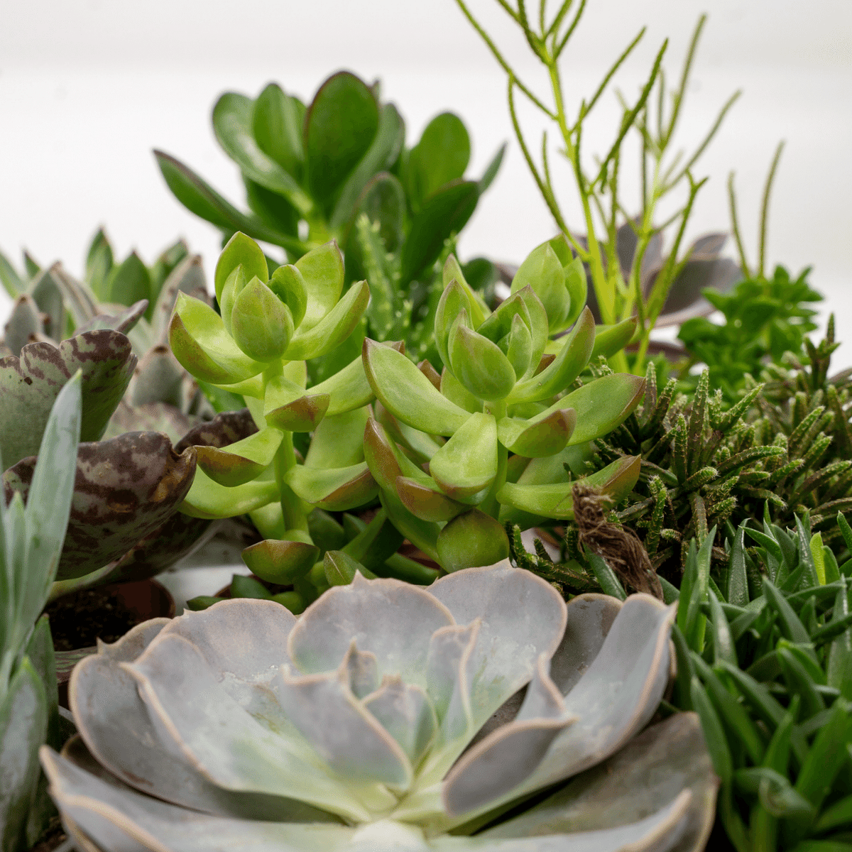 Succulenten mix 10 cm