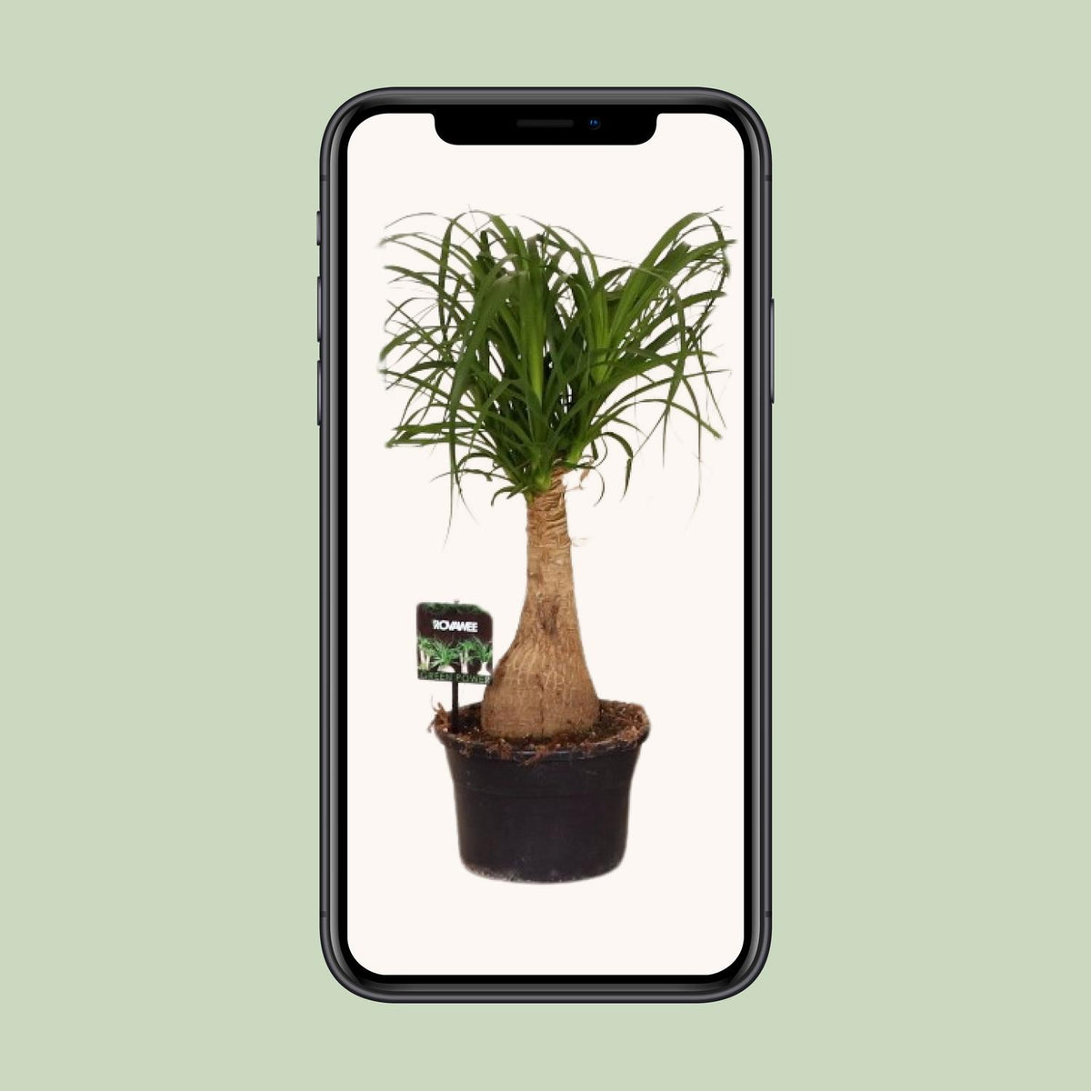 Elefantenfuß 60 cm hoch, Topf ø19 cm