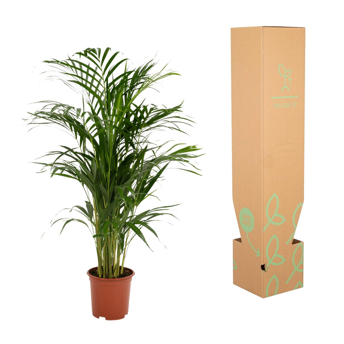 Goudpalm (Dypsis lutescens)