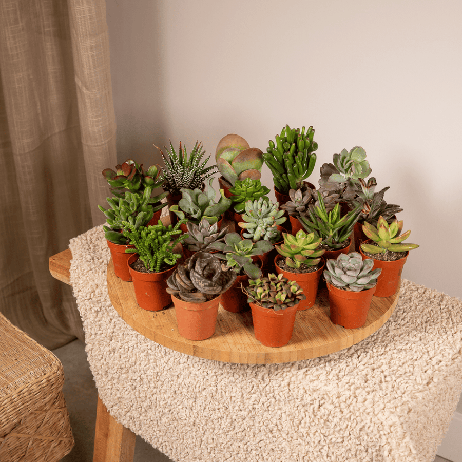 Succulenten mix 7 cm (20 planten, pot ø5,5 cm)