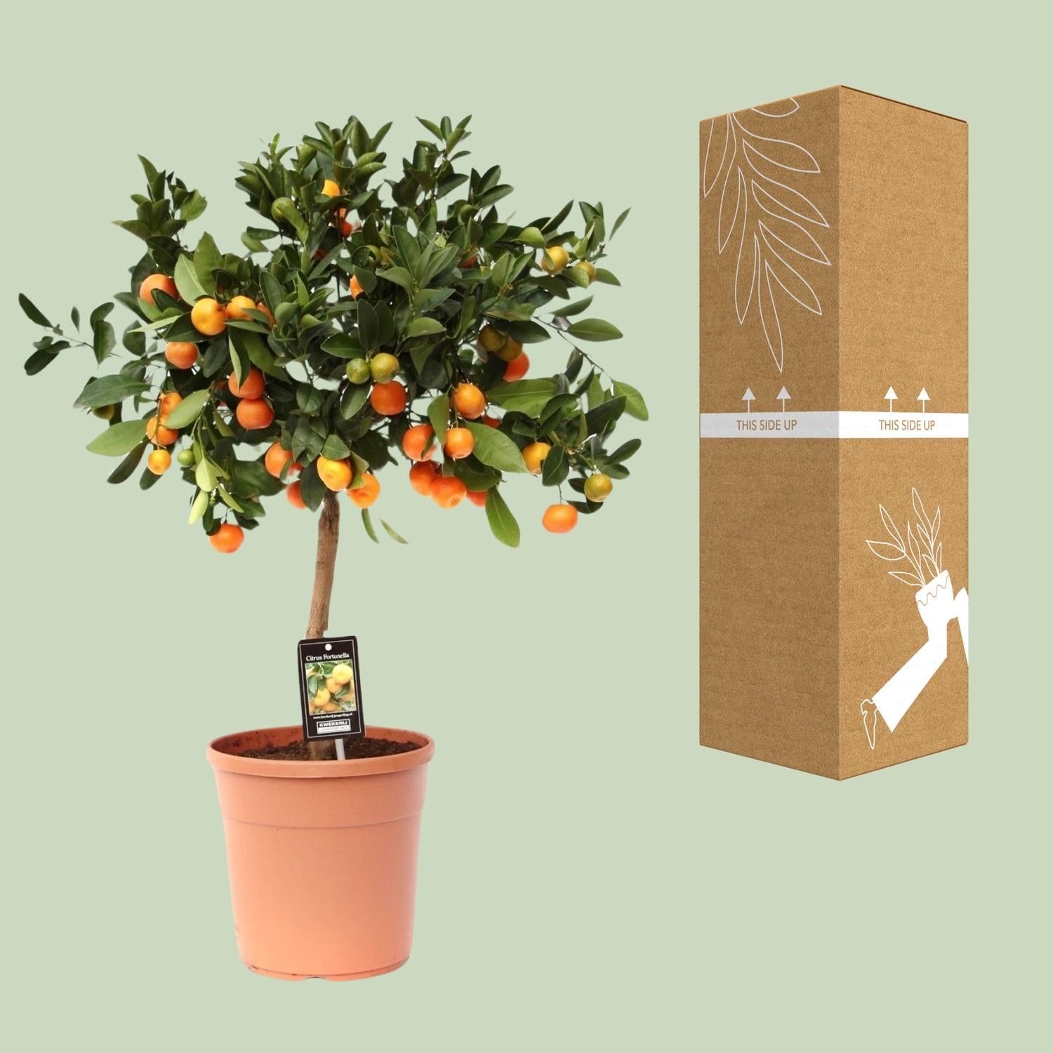 Calamondinboom (Citrus mitis) 80 cm hoog, pot ø22 cm