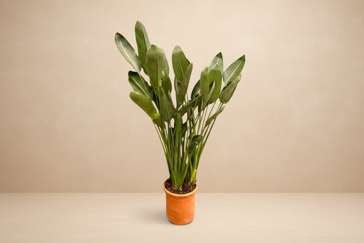 Strelitzia Reginae XL - 180cm - ø50 - XXLplant