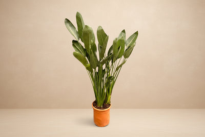 Alocasia zebrina 80 cm di altezza, vaso ø21 cm
