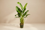 Witte paradijsvogel multi stam (Strelitzia augusta) 250 cm hoog, pot ø30 cm