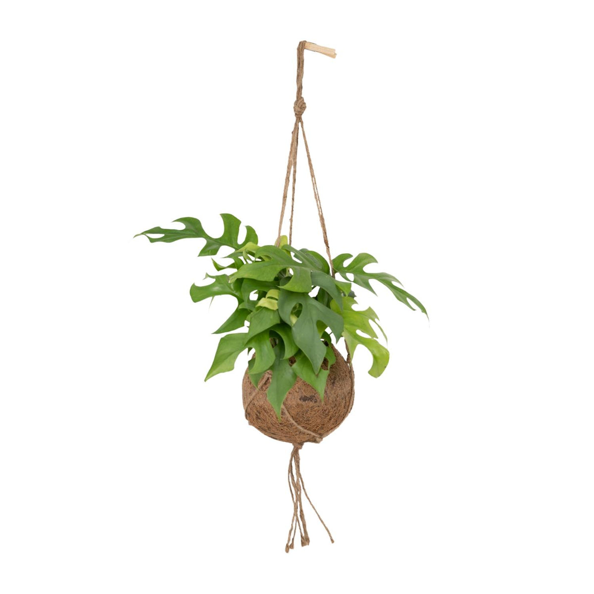 Mini monstera roślina zwisająca 25 cm wysokości, doniczka ø15 cm