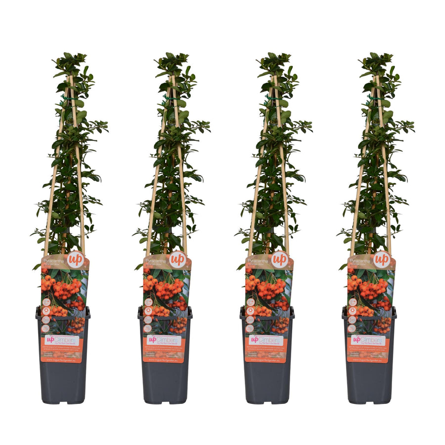 Buisson ardent 'Orange Glow' (Pyracantha), 4 plantes de 65 cm