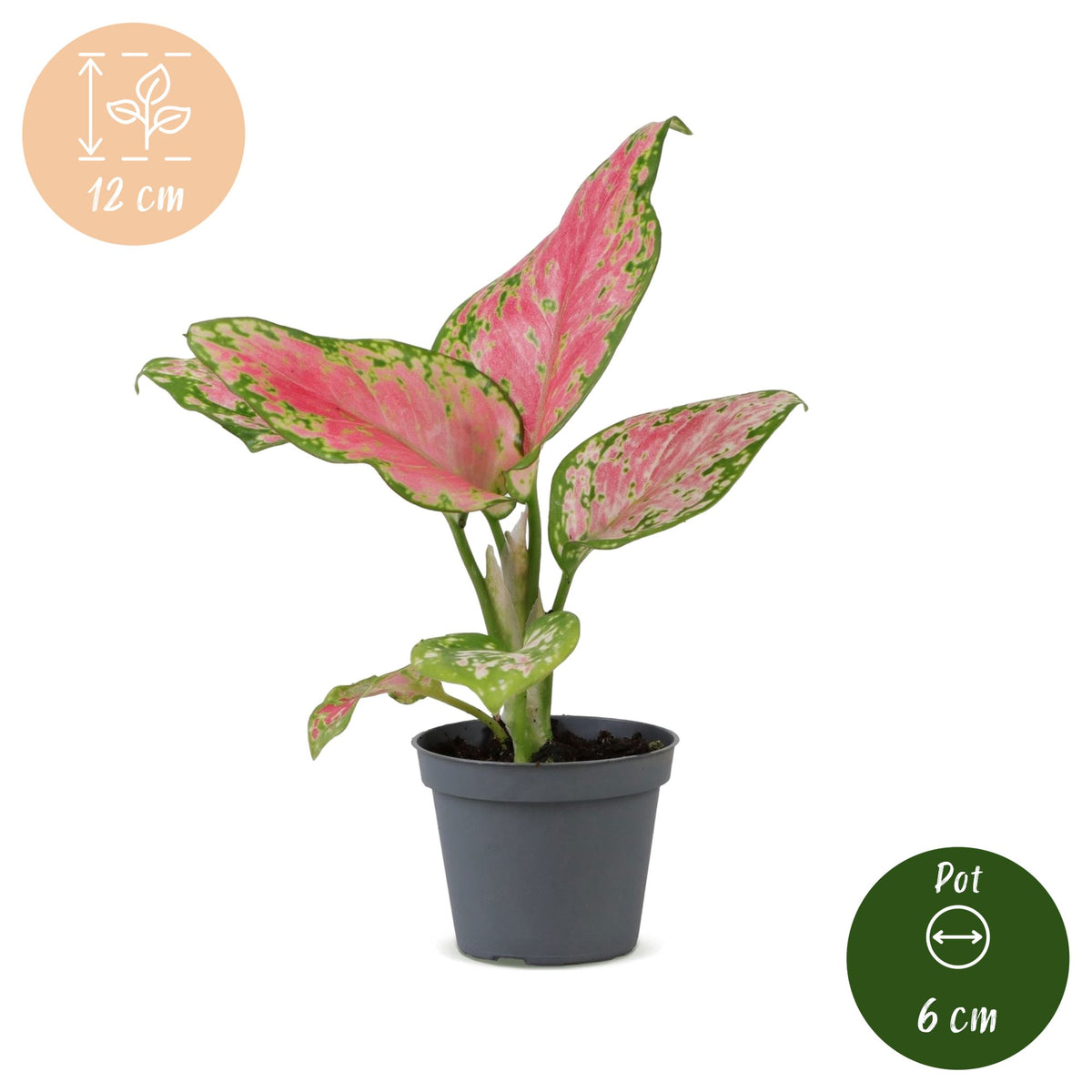 Aglaonema 12 cm wysokości, doniczka ø6 cm