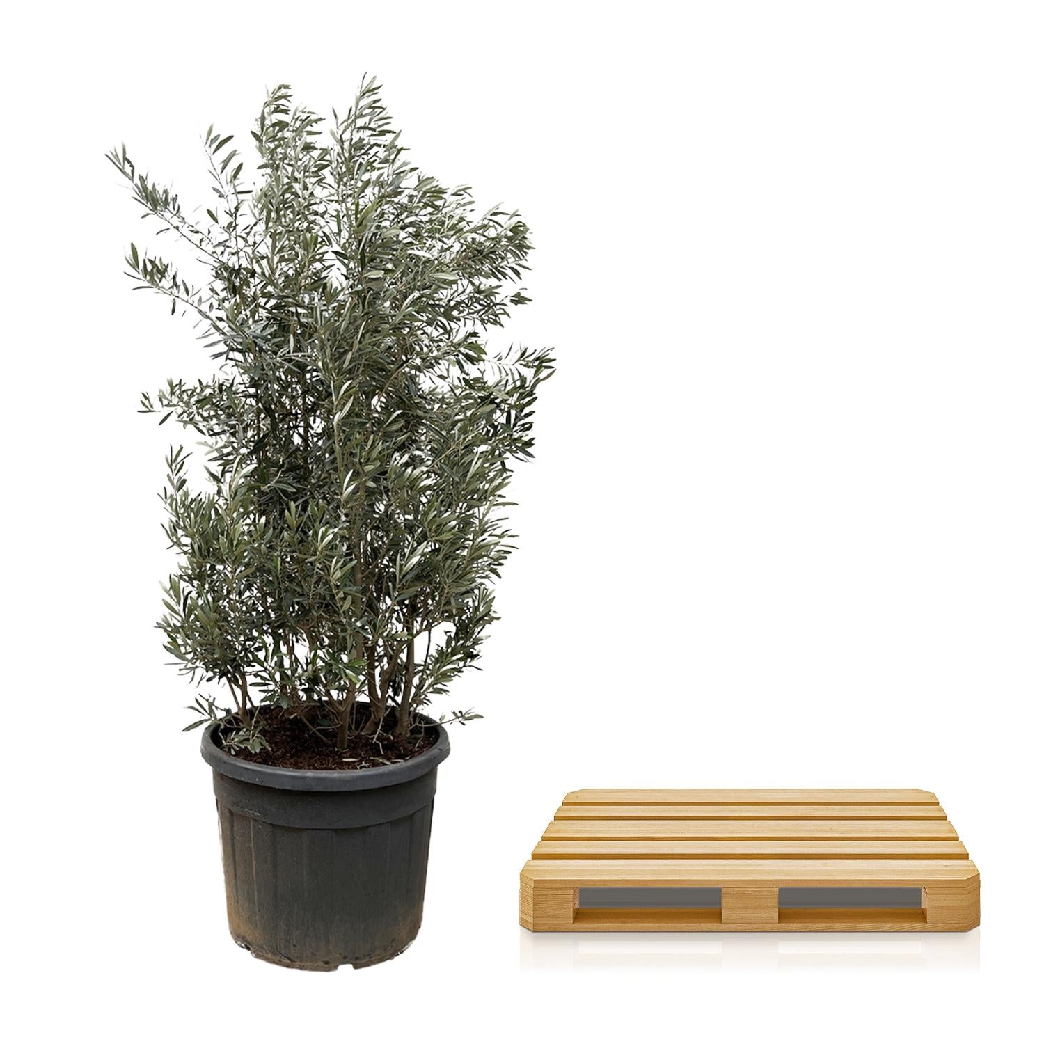 Olea Europaea busk