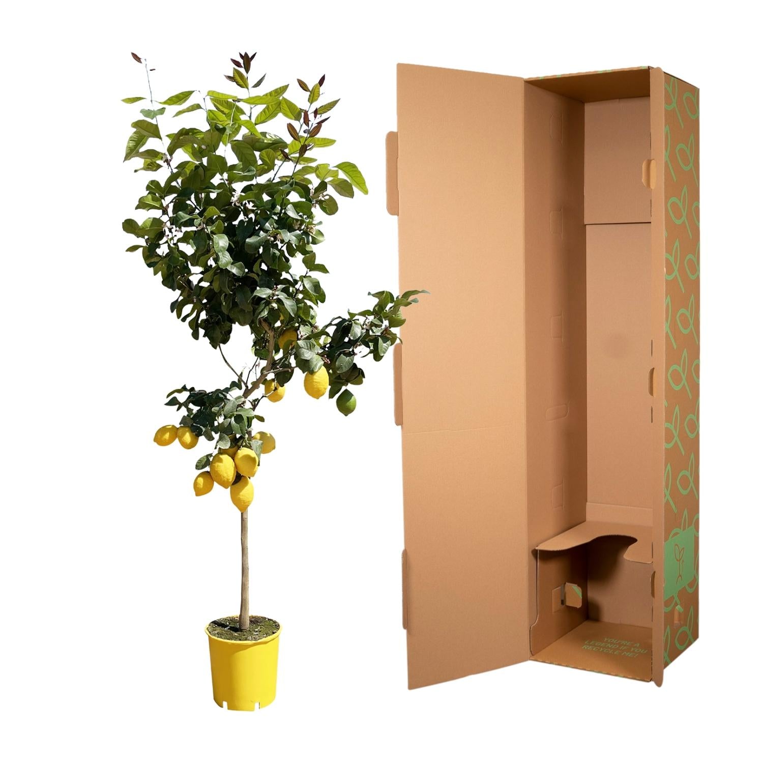 Citroenboom (Citrus limon) 140 cm hoog, pot ø24 cm