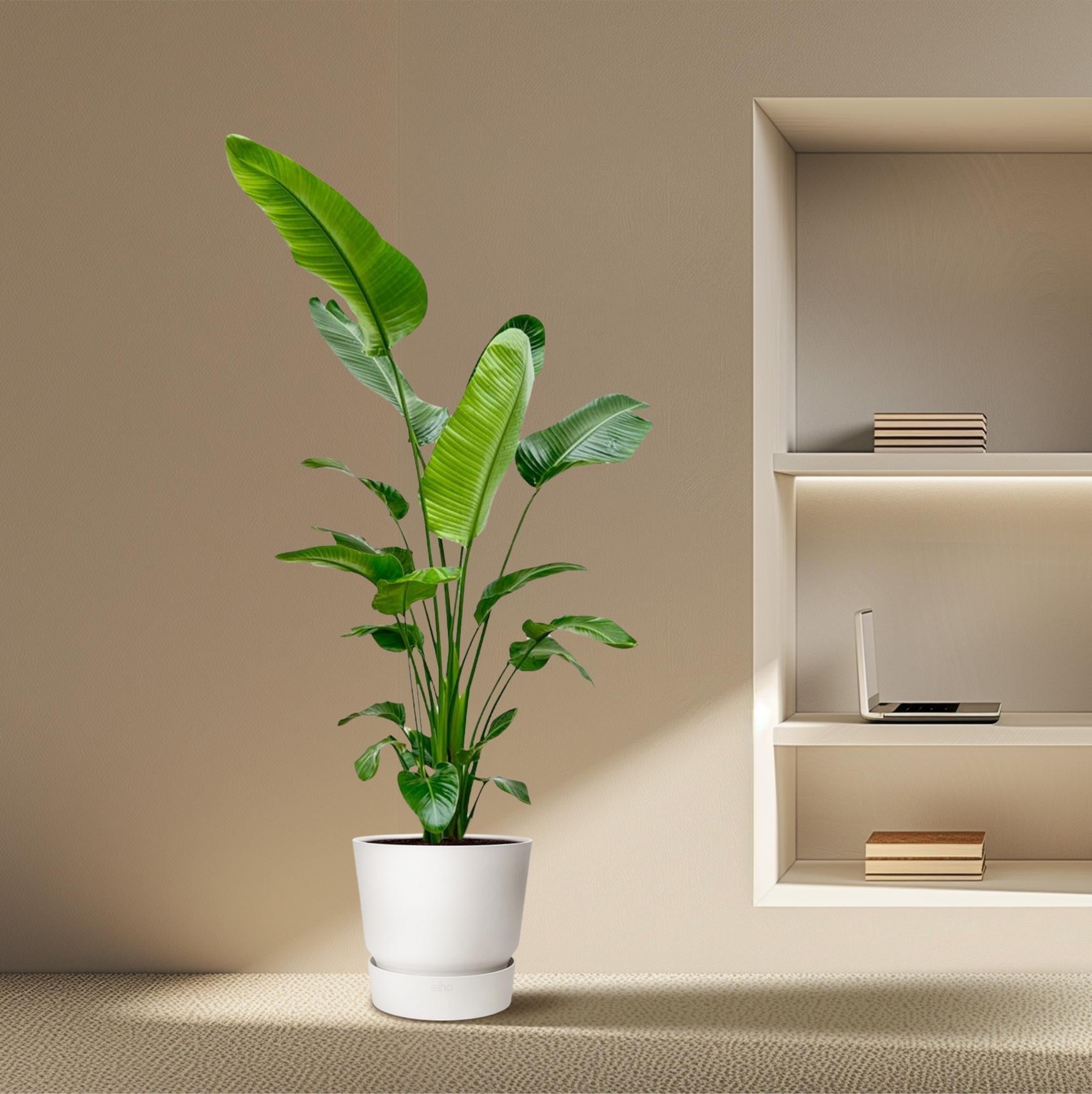 Strelitzia Nicolai plant with large dark green leaves in white pot against beige interior background.