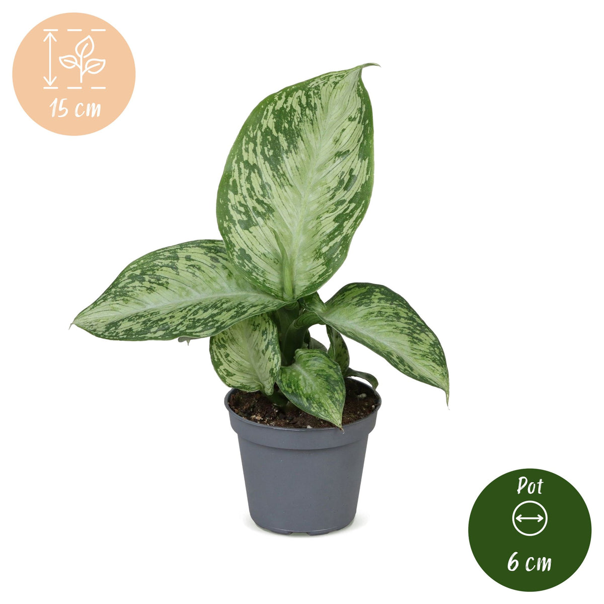 Dieffenbachia 'Snow'