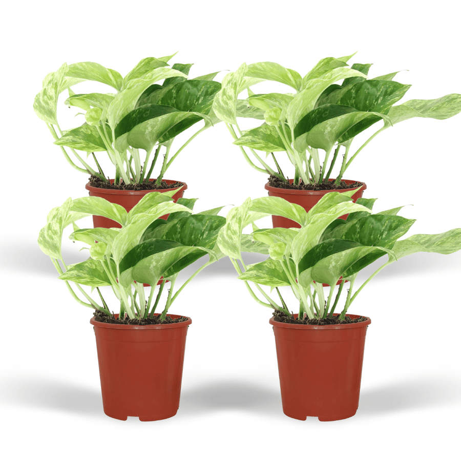 Epipremnum aureum 'Marble Queen' (4 rośliny, doniczka ø12 cm)