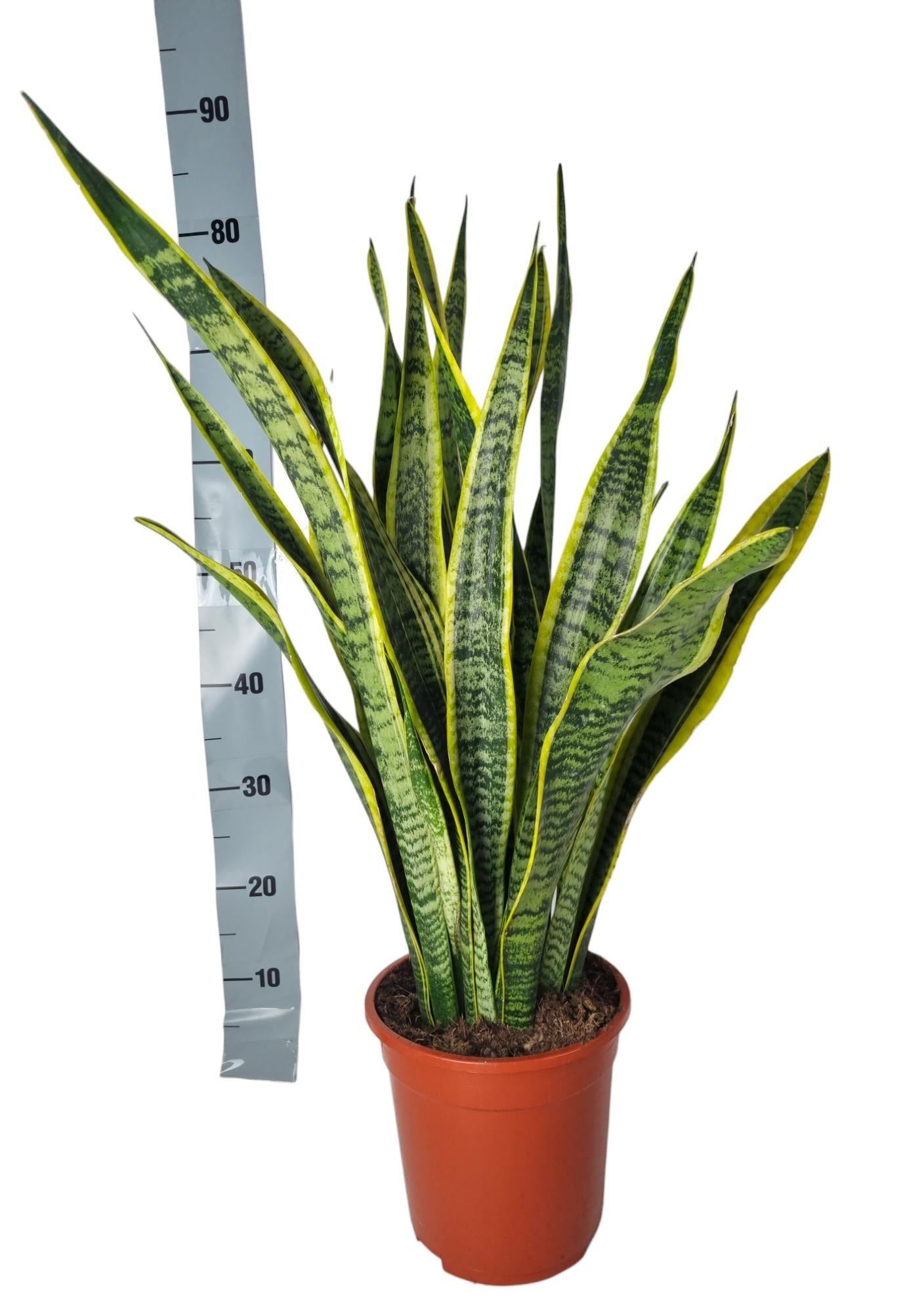 Sansevieria Laurentie 90cm - ø21