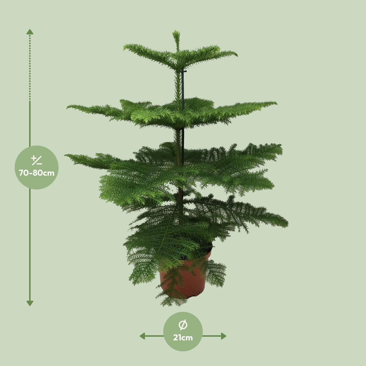 Zimmertanne 70 cm hoch, Topf ø21 cm