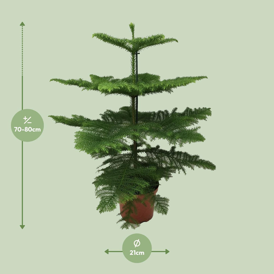 Zimmertanne (Araucaria heterophylla) 70 cm hoch, Topf ø21 cm