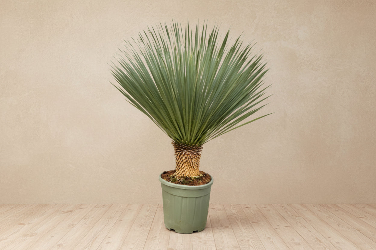 Yucca Rostrata plant with spherical crown and blue-green leaves in a pot.