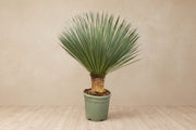 Yucca rostrata (Palmlelie of Spaans Bajonet) op 120cm — XXLplant
