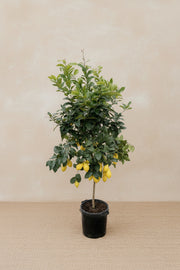 Citrus Citrus - 200cm - ø40 Citrus Calamondin XXL plante