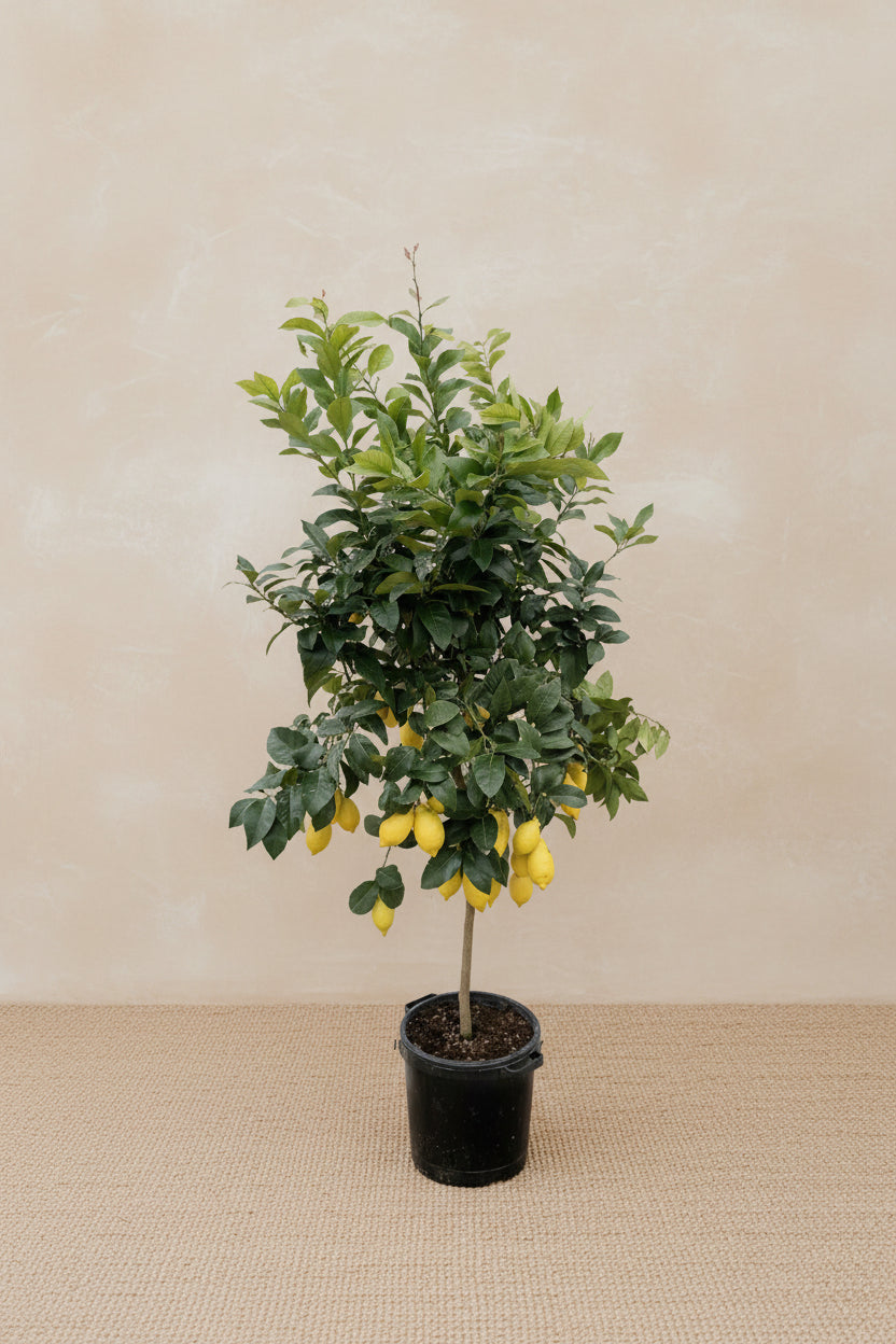 Citrus Lemon - 200cm - ø40 Citrus Calamondin XXLplant