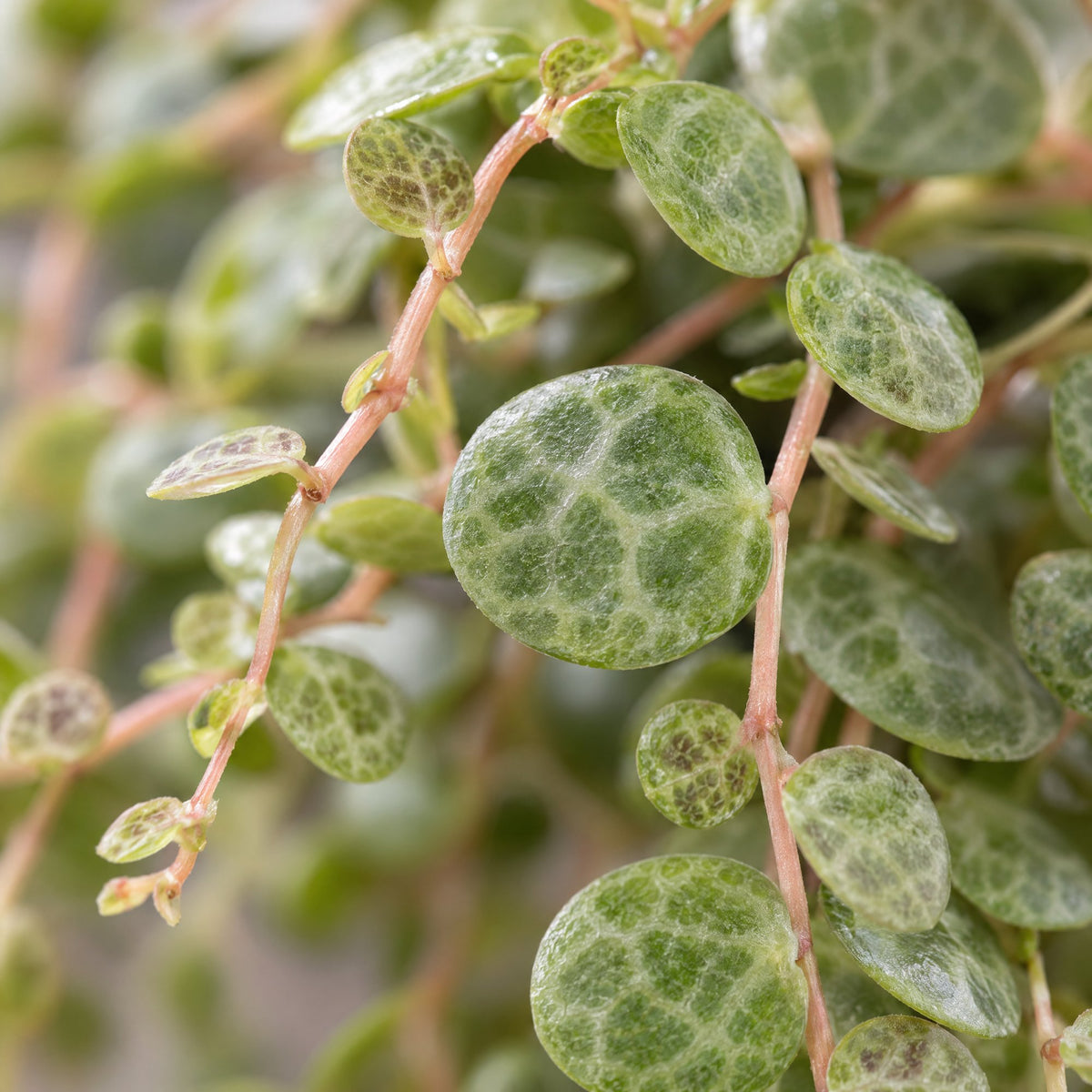 Schildpadpeperomia (Peperomia prostrata)