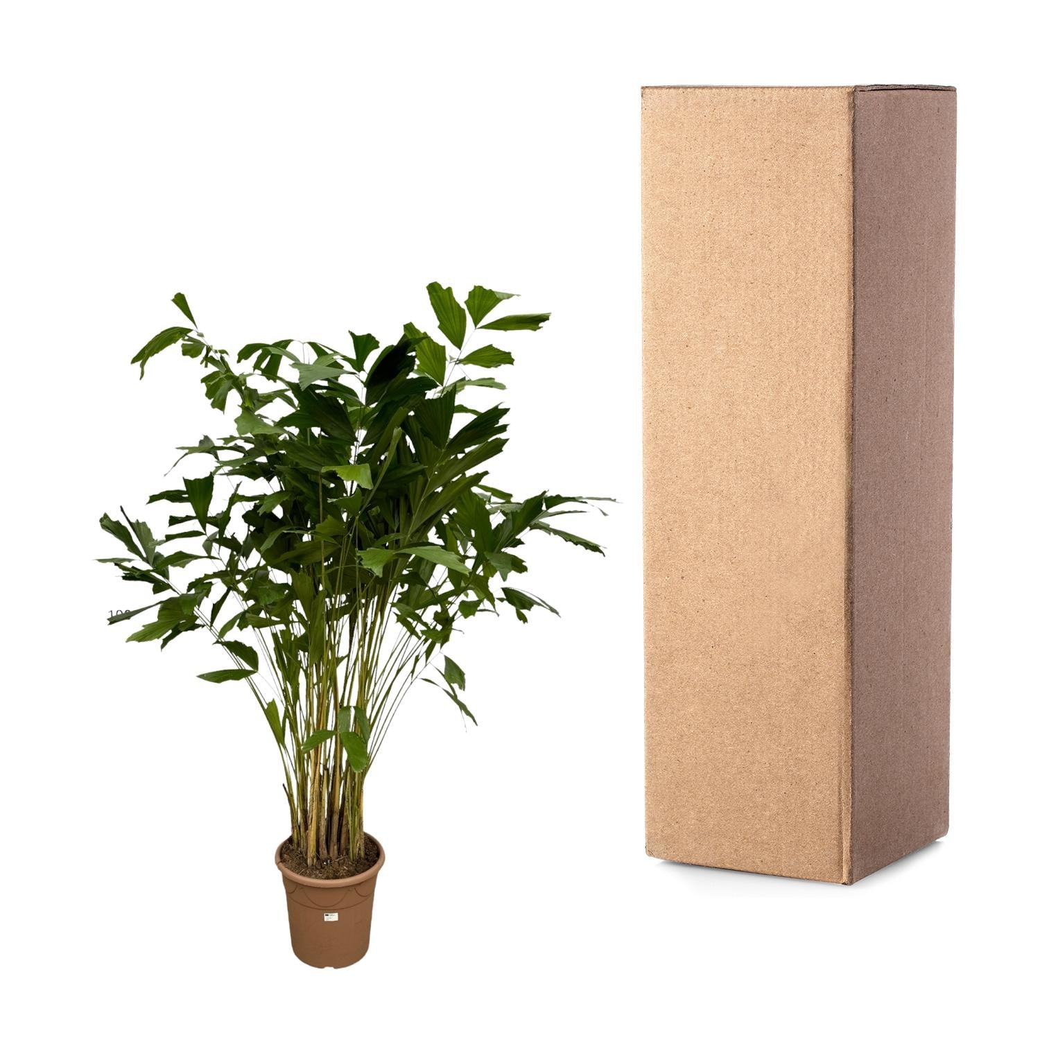 Caryota Mitis - 250 cm - Ø32cm - XXLplant