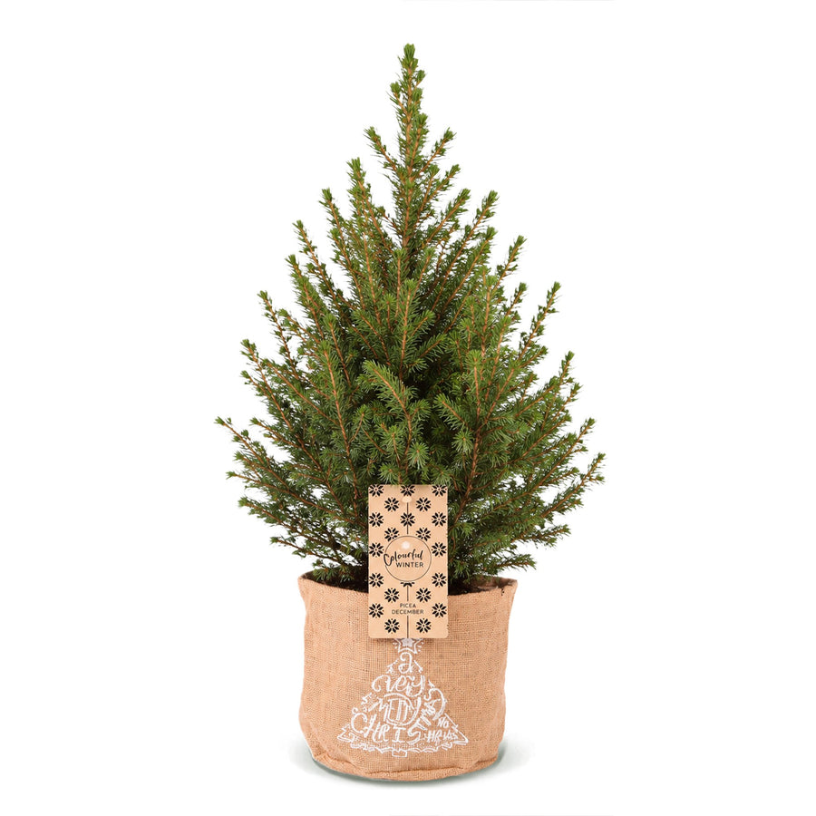 Kegelspar (Picea glauca 'Conica') 65 cm hoog, pot ø17 cm, in jute zak