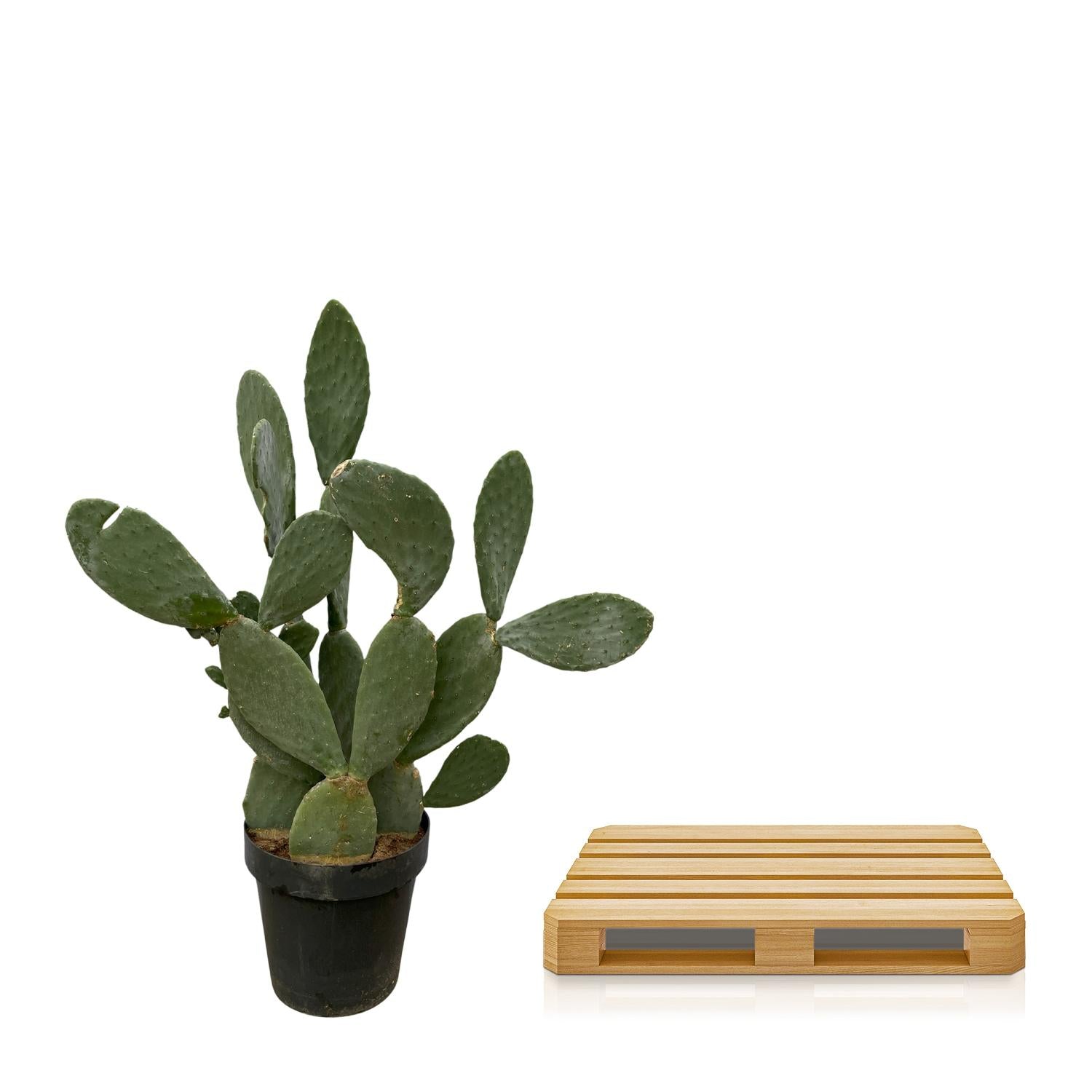 Kaktus Opuntia - 120cm Ø38cm