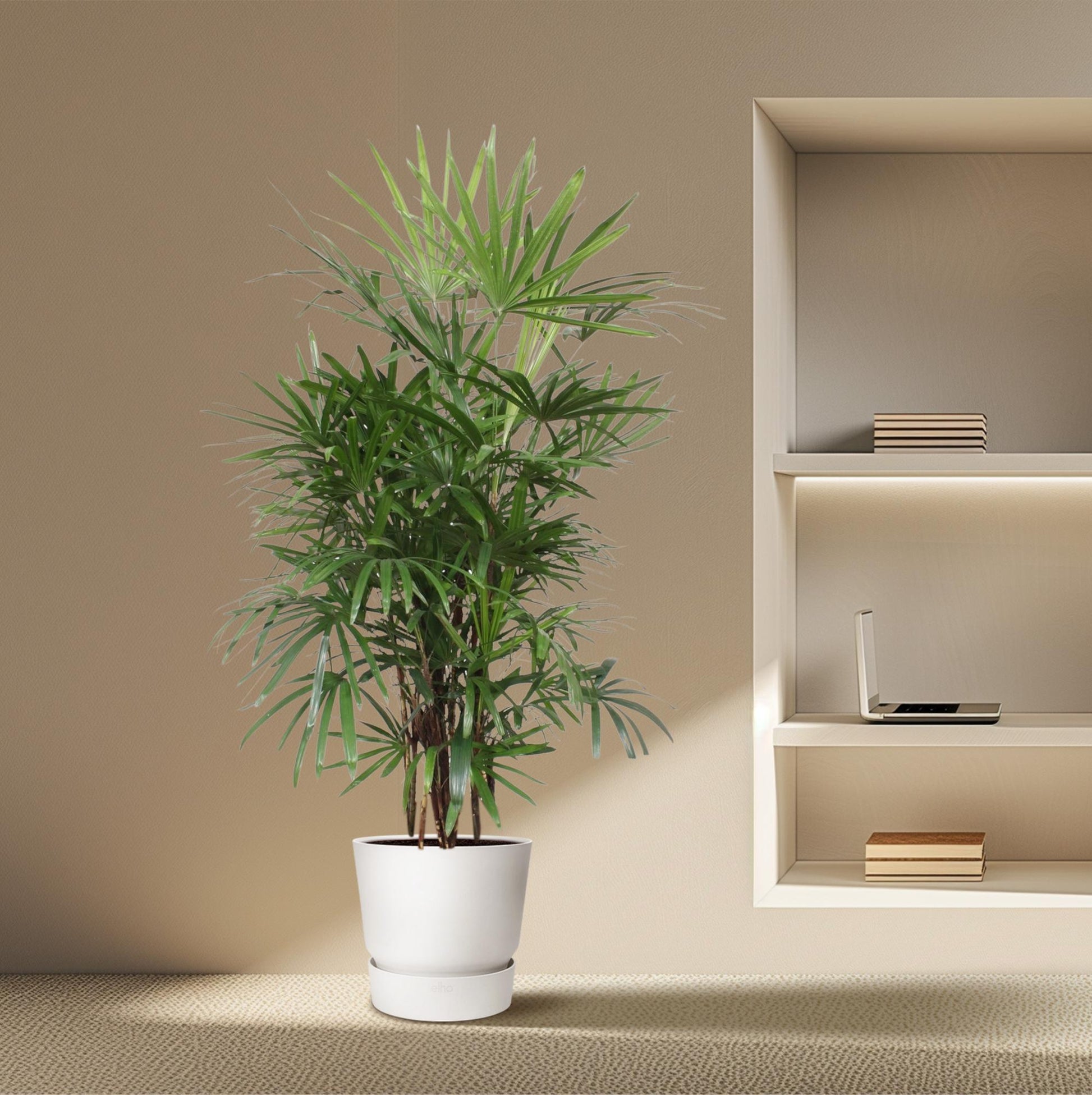 Rhapis Excelsa - XXLplant