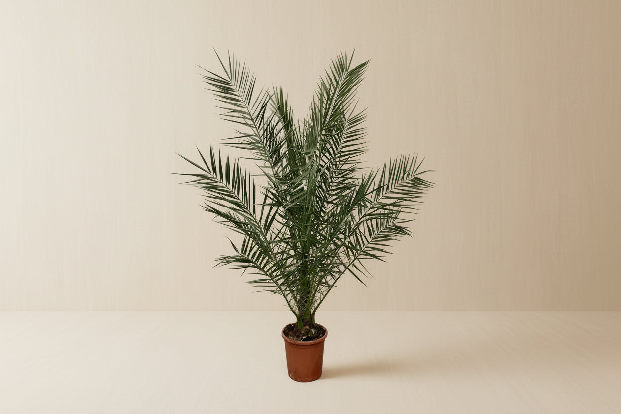 Phoenix Canariensis - 180cm ø27