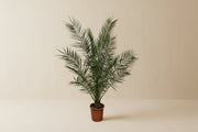 Phoenix palm 170cm in ø24cm pot on white background