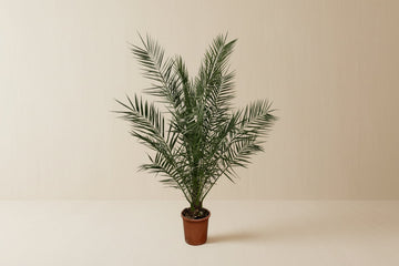 Phoenix palm