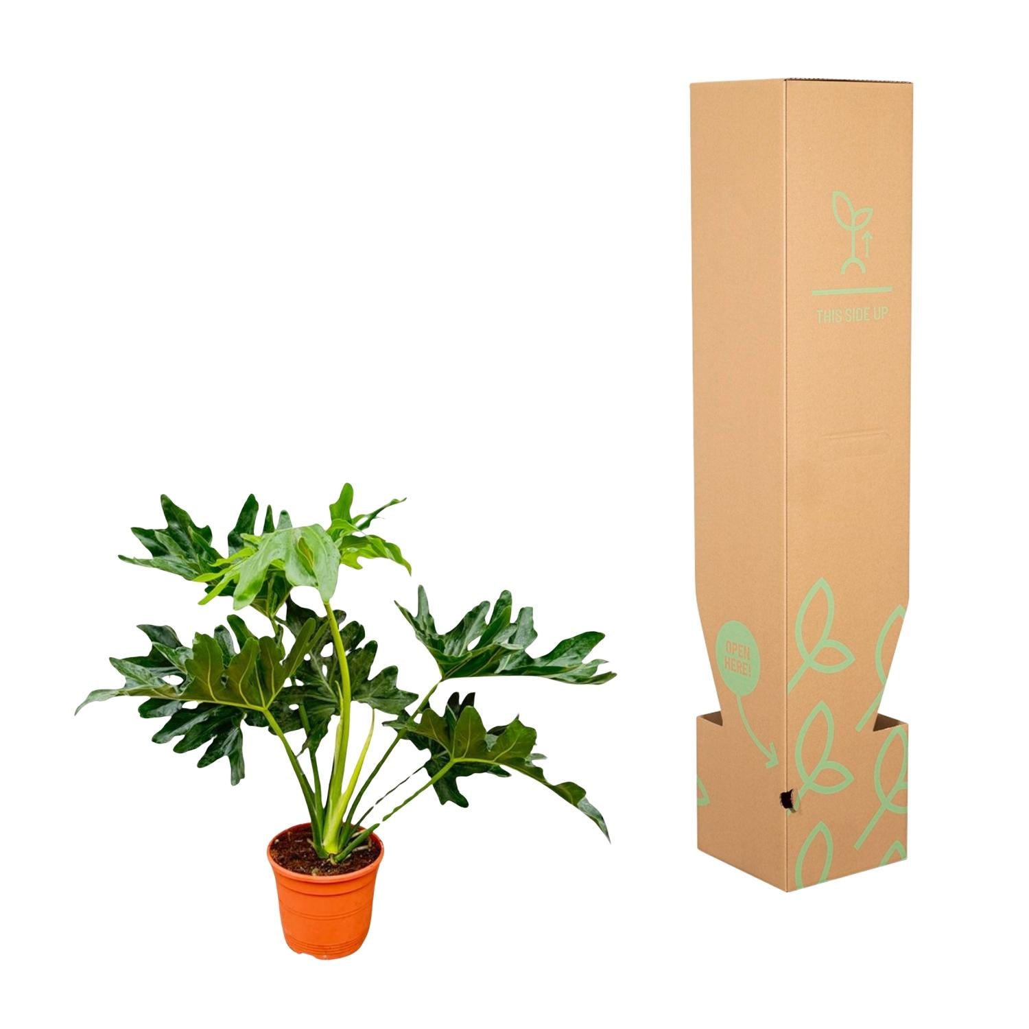 Philodendron Selloum Ø19 60cm - ø19
