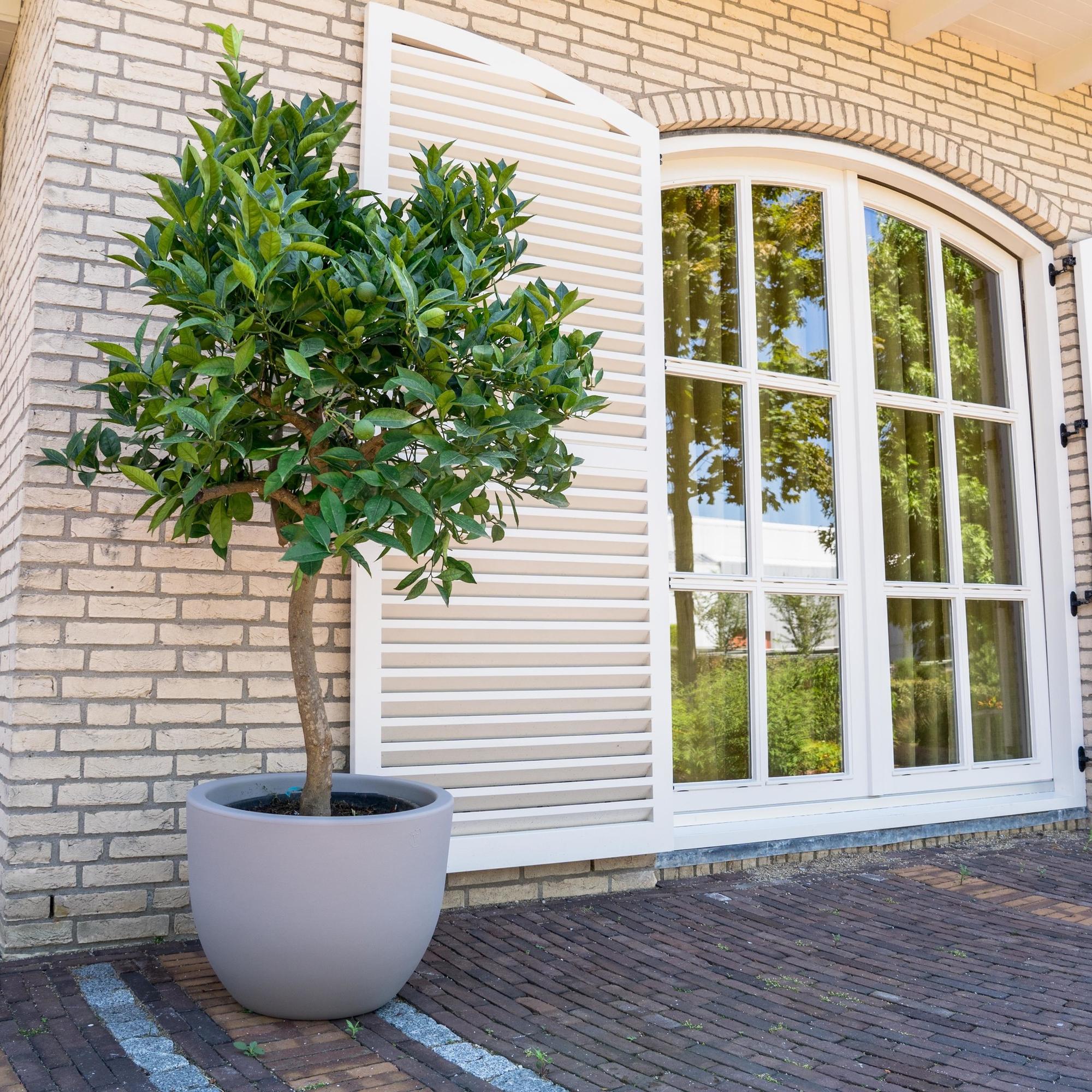 Sinaasappelboom (Citrus sinensis) 200 cm hoog, pot ø35 cm