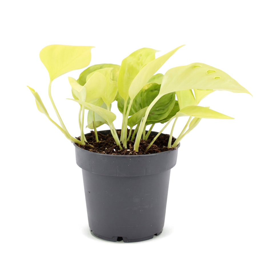 Scindapsus (Epipremnum 'Champs Élysées') 25 cm hoog, pot ø12 cm