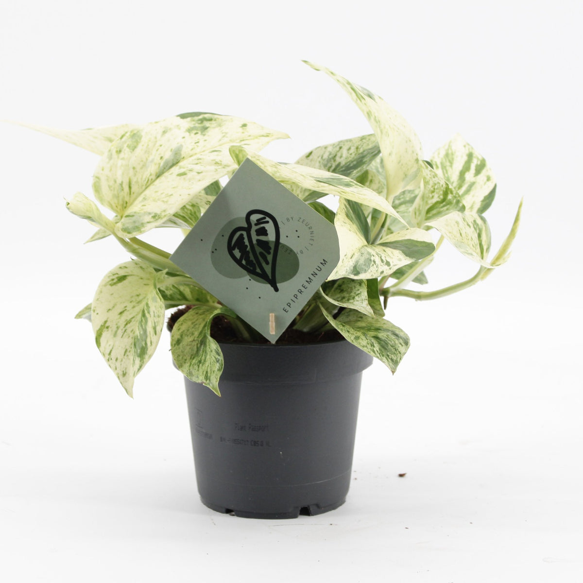 Scindapsus (Epipremnum 'Snow Leopard')