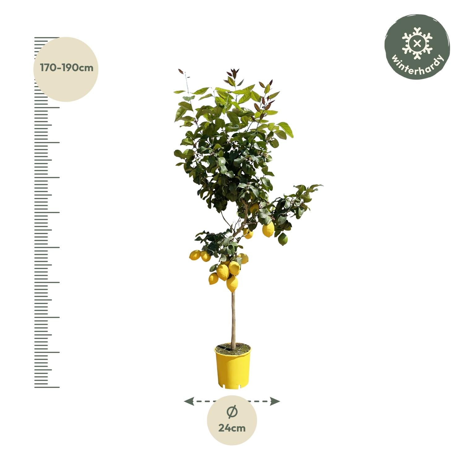 Citroenboom (Citrus limon) 140 cm hoog, pot ø24 cm
