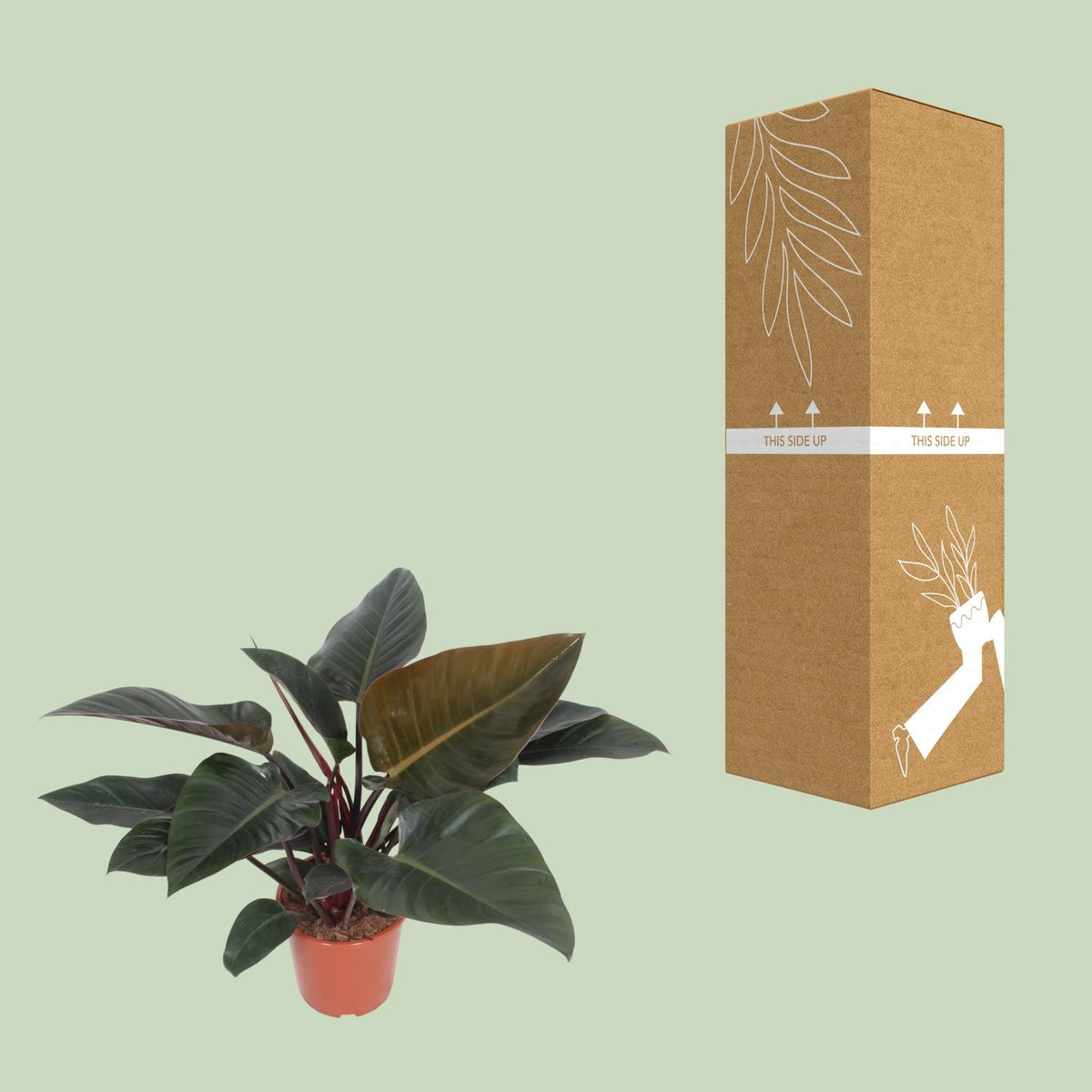 Philodendron 'Congo Red'